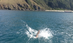 Hai nghi can giết người nhảy xuống biển mất tích